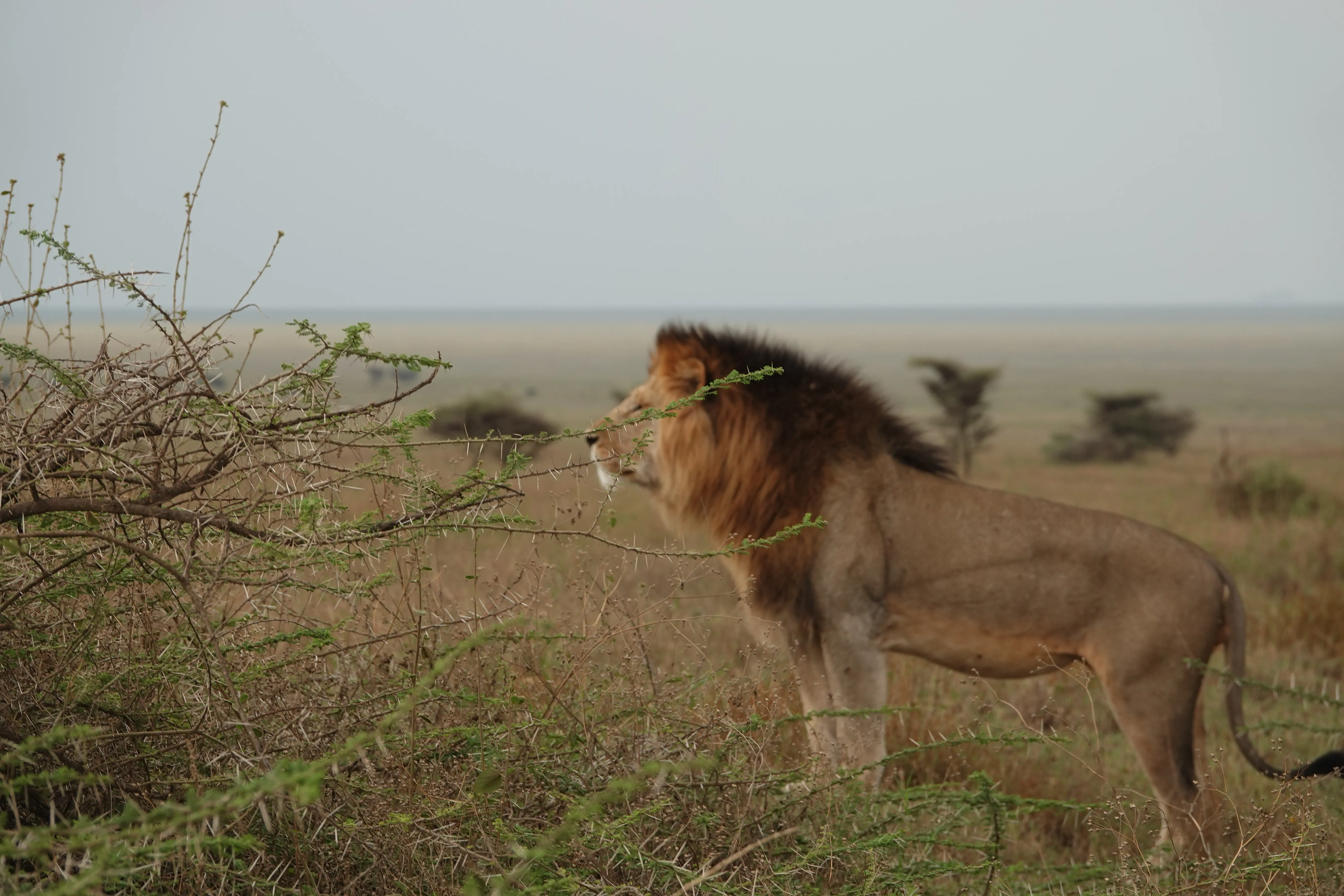 Tanzania 00786 2